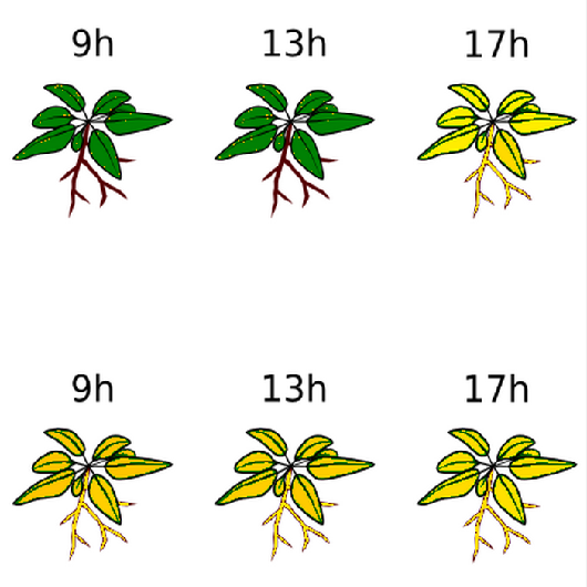 Nicotiana attenuata Data Hub - The resource for the coyote tobacco genome